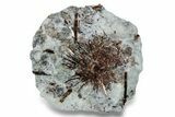 Golden-Brown, Radiating Astrophyllite - Kola Peninsula, Russia #255102-1